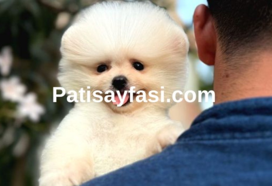patisayfasi.com